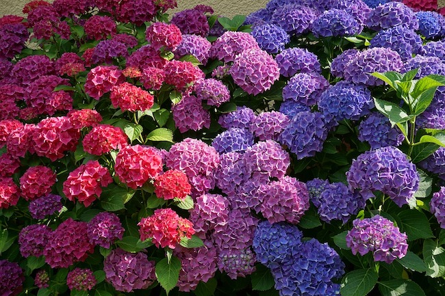 Las hortensias, la nueva drogas de nuestro jardín